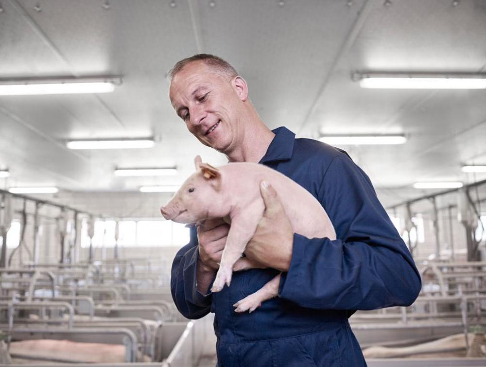 Recticel Insulation Powerline farmer and pig image