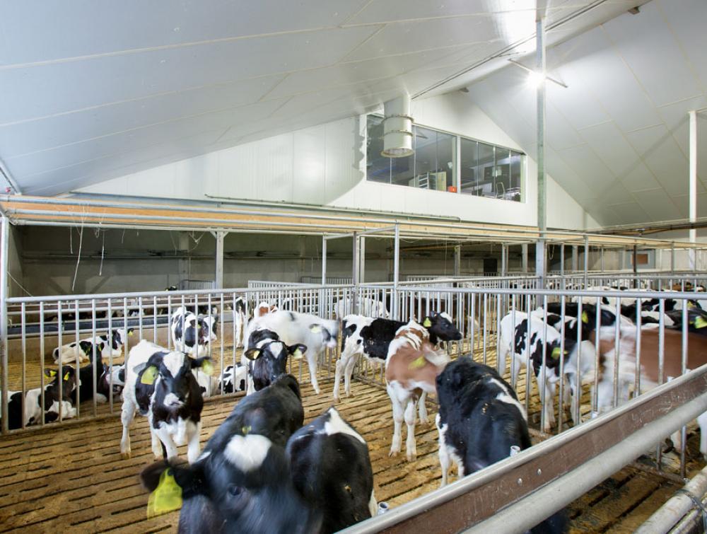 Powerline isolation bâtiment thermique vaches 