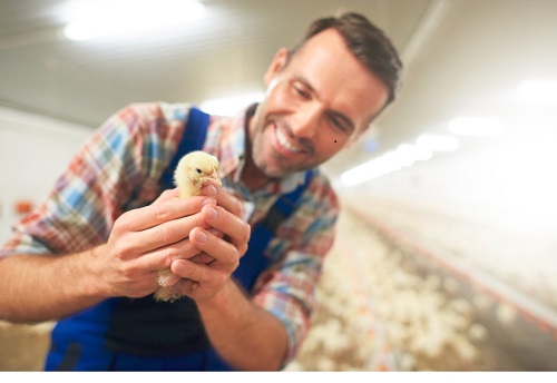 Recticel Visuel Poussin