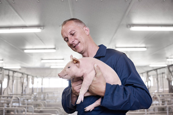 Recticel Insulation agricultural solutions - pigs