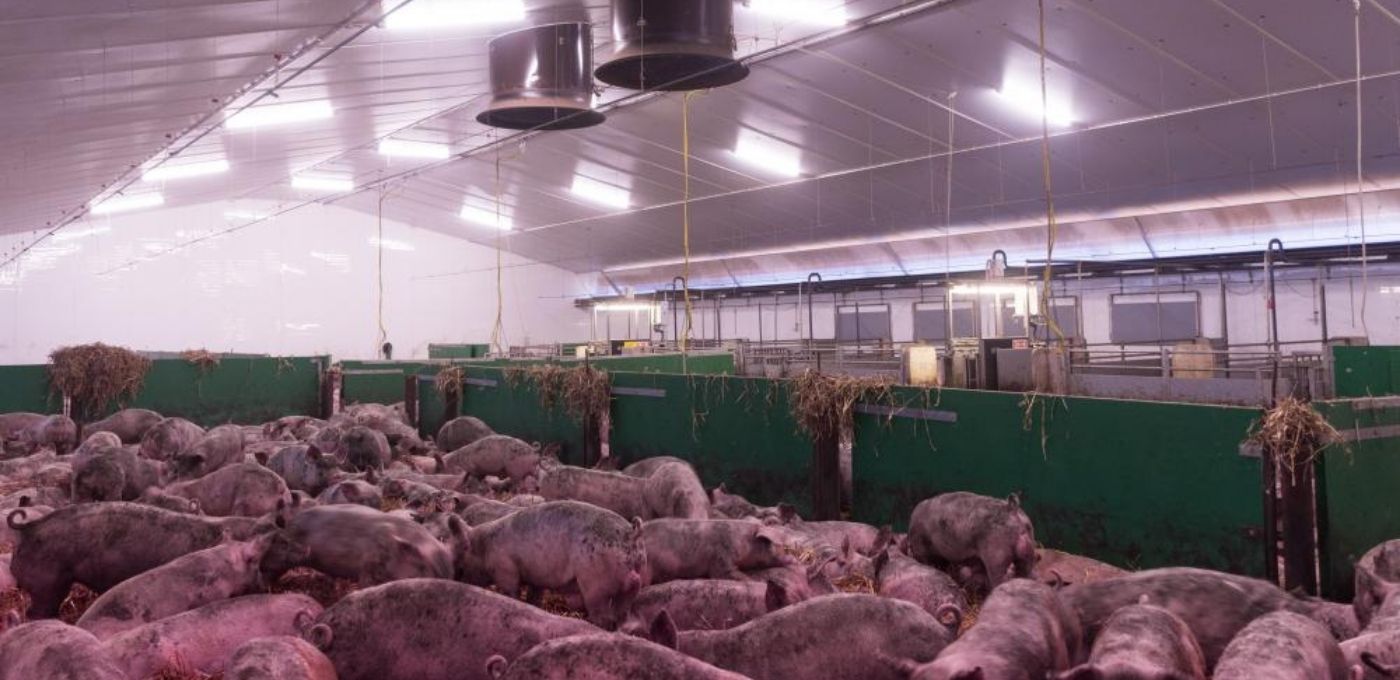 Recticel Insulation's Powerline insulation Project in West Sussex full unit interior image with pigs