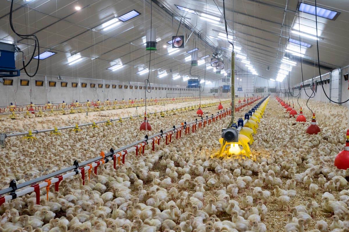 Kalkoenenstal Van Meijl te Weert geïsoleerd met Recticel Insulation Du.Panel X isolatie
