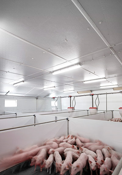 Recticel Insulation's Du.Panel X case study in a pig farm image