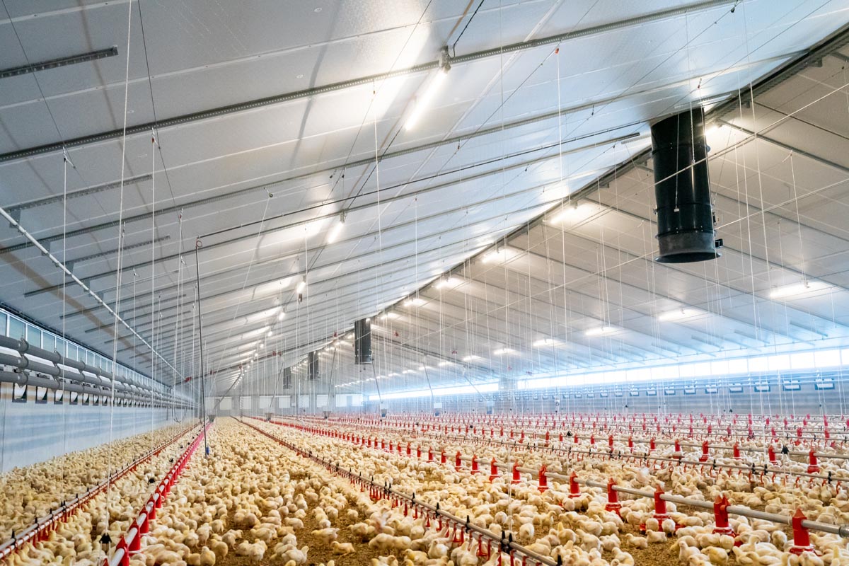 Vleeskuikenhouders in Limburg isoleren met Recticel Insulation Powerline isolatieplaten