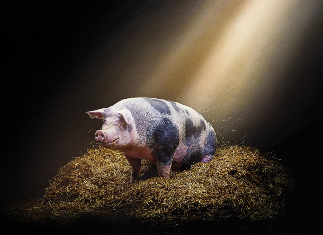 Recticel Insulation's Lumix Insulation reducing natural light for animals pig image