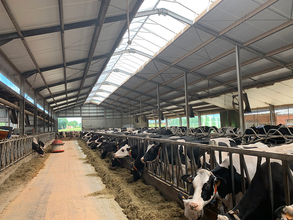 Onder de nieuwe golfplaten in de melkstal plaatste aannemer Bart Reumers uit Peer de agrarische isolatie van Recticel.