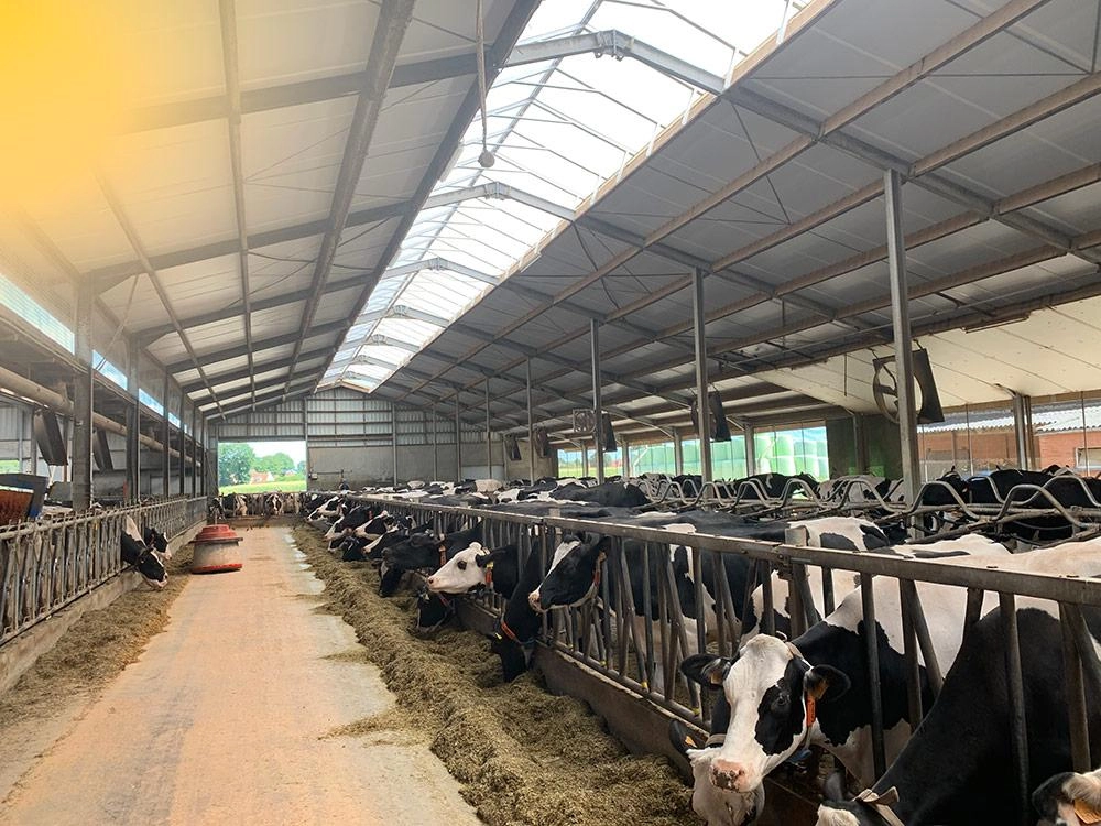 Dans cet article de blog, vous pouvez en savoir plus sur le stress thermique chez le bétail et sur la façon dont vous pouvez l'éviter en isolant correctement l'étable.
