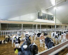 Powerline  isolatieplaat met een goed brandgedrag voor agrarische gebouwen zoals veestallen