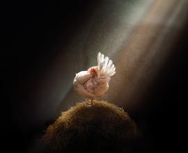 Lumix, Panneaux d’isolation destinés à améliorer le bien-être animal - poulet