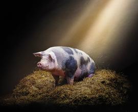 Lumix, Panneaux d’isolation destinés à améliorer le bien-être animal - cochon
